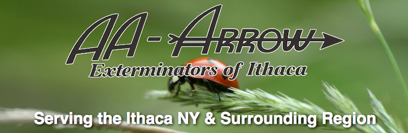 AA-Arrow Exterminators of Ithaca website example